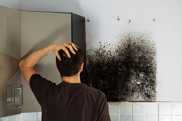 Best White Mold Remediation in Lighthouse Point, FL